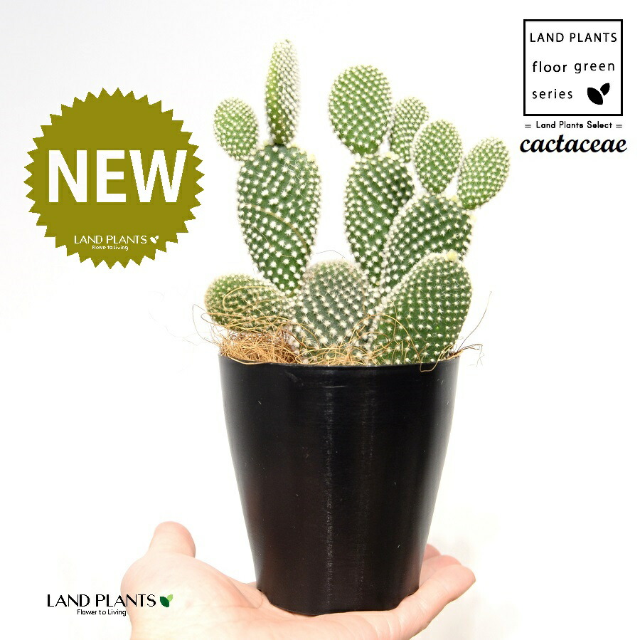 楽天市場】サボテン・バニーカクタス（白桃扇：はくとうせん） 4号