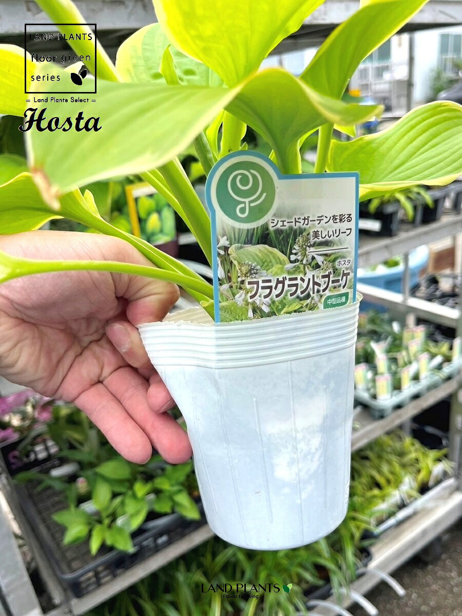 楽天市場】ギボウシ(ホスタ)フレグラントブーケ(フラグラント 楽天市場】ギボウシ(ホスタ)フレグラントブーケ(フラグラント