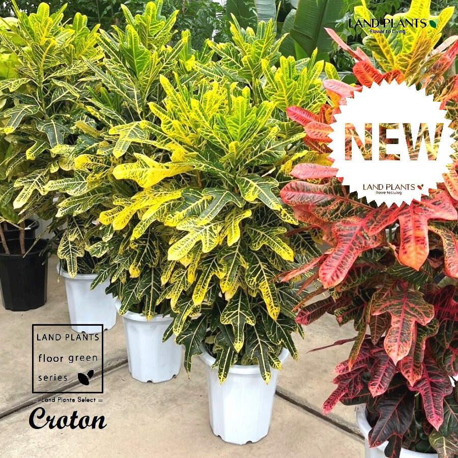 楽天市場】観葉植物/クロトン：タイセレクト 鉾葉系 6号鉢植え