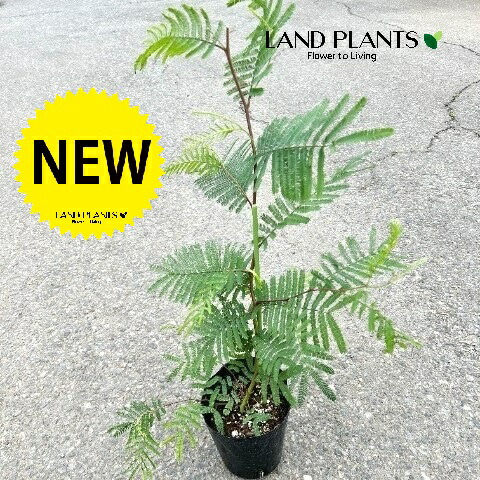 楽天市場】アカシア ポートリンカーンワトル 大苗 シルバーグレイの細