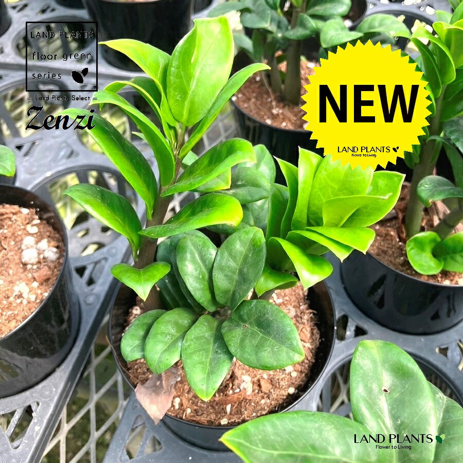 ザミオクルカス（ゼンジー：ゼンジ） 4号 プラスチック鉢 1鉢 ザミオクルカスゼンジ ザミア ザミオ zamioculcas zenzi