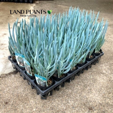 Puntiniレオノチス・レオヌルス苗 レオノティスの写真｜植物図鑑｜みんなの趣味の園芸