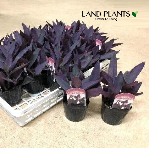 楽天市場】トラディスカンチア（紫御殿：ムラサキゴテン） 3号 ポット