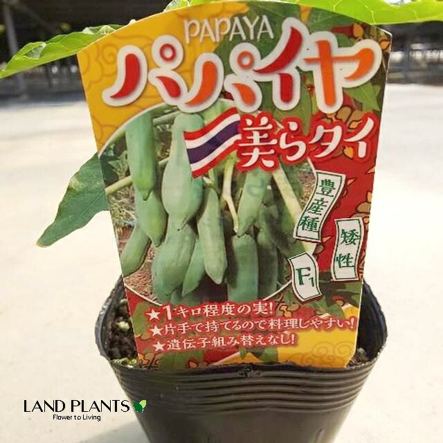 【お茶】　ハヤトウリ 種 苗 51yZp5jXwWL._UF350,350_QL50_.jpg