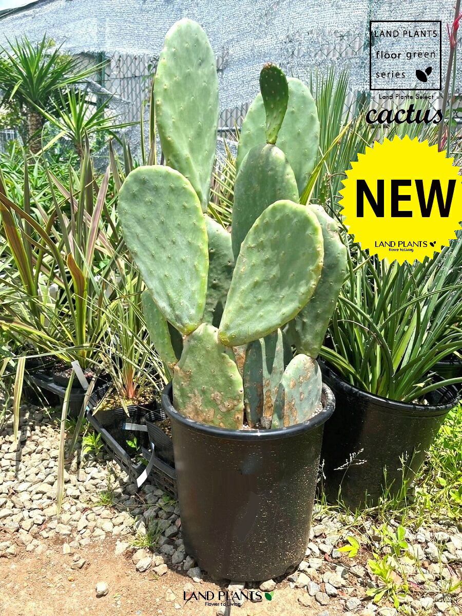 楽天市場】サボテン（ウチワサボテン）1鉢 8号 プロ仕様 黒色 プラスチック鉢 Opuntia : LAND PLANTS 楽天市場店