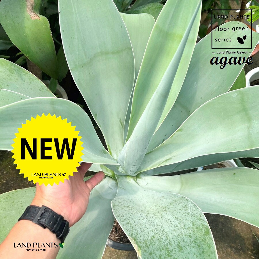 楽天市場】アガベ（氷山：ヒョウザン）Sサイズ 2.5号 プラスチック苗 1