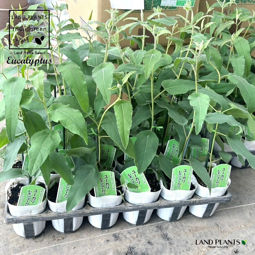 楽天市場】【レモンユーカリ】 ユーカリの木 3号ポット苗 : 苗木