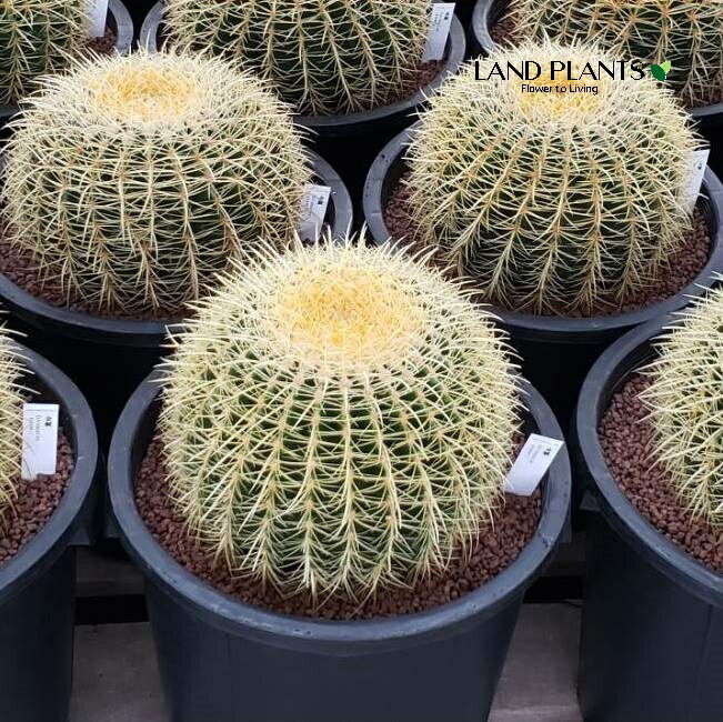 yorozuya★mizukページ　金鯱12号 サボテン サボテンの王様：金シャチ（キンシャチ・金鯱）12号鉢植え の