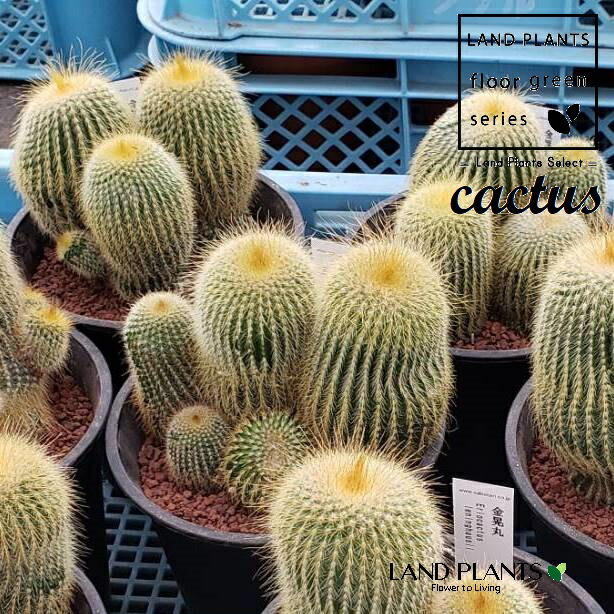 サボテン　ロホホラ　2株 楽天市場】多肉植物 とげなし サボテン ロホホラ 夢見るサボテン 2.5号