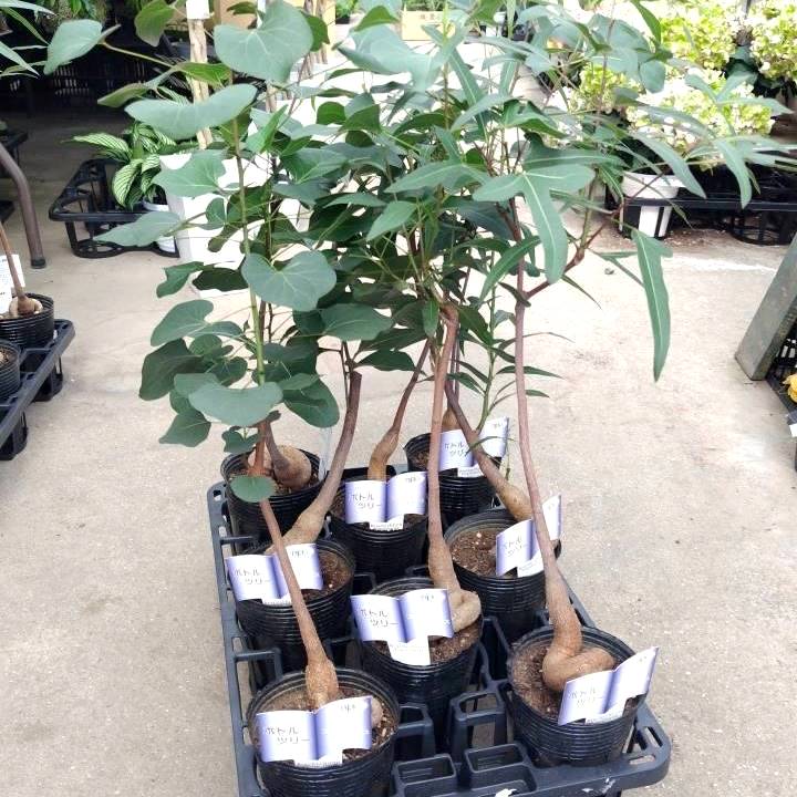 ボトルツリー ブラキキトン 観葉植物 大苗 人気 超希少 激レア