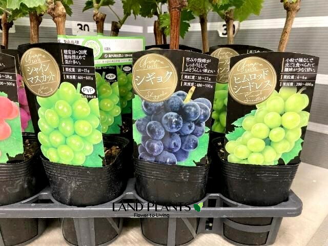 楽天市場】予約販売 ぶどう 苗 タカツマ 10.5cmポット 葡萄