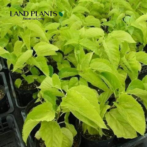 【落葉性】クワ・桑(ウンリュウグワ) 6号 ポット苗 1鉢 雲龍桑 Mulberry|LAND PLANTS 店