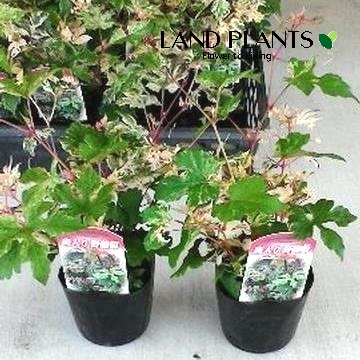 楽天市場】斑入り野葡萄 野ブドウ 苗 9cmポット 3号鉢 ノブドウ