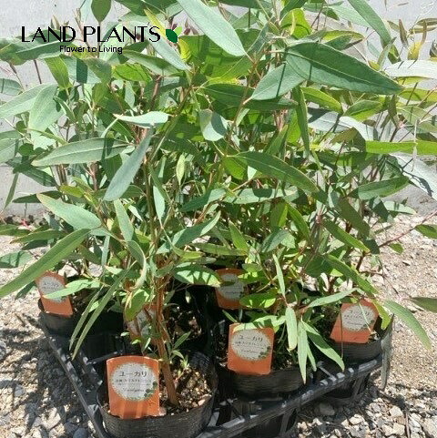【ケース販売：8入】 ユーカリ（マリーレッドガム） 4.5号 ポット苗 8鉢 カマルドレンシス リバーレッドガム Eucalyptus｜LAND PLANTS 店
