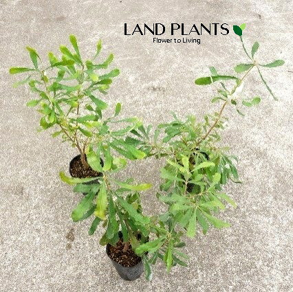 【容れもの売りわたす：24入】 コーストバンクシア（招鳥樹） 3号 ポット苗 24鉢 オーストラリア連邦原産 ヤマモガシ 招鳥樹 バンクシア インテグリフォリア Coast banksia