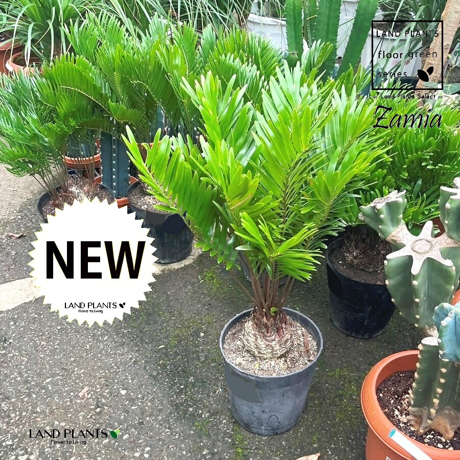 楽天市場】【現品発送】ブラヘア アルマータ 7号ポット植え（v05