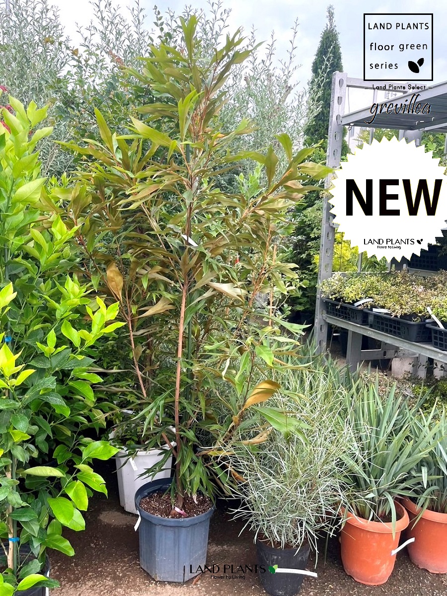 楽天市場】【オーストラリア原産の珍しい樹・希少種】グレビレア