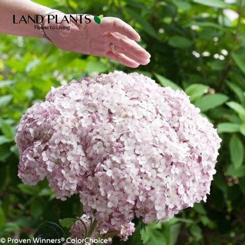 アメリカアジサイ（ピンクアナベルジャンボ） 6号 ポット苗 1鉢 ピンクアナベル アナベル 紫陽花 アジサイ あじさい アメリカノリノキ アルボレスケンス 西洋紫陽花 セイヨウアジサイ Hydrangea arborescens ‘Annabelle’