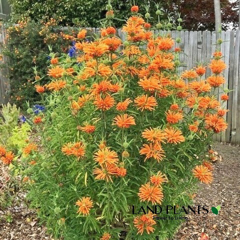 レオノチスセージのガーランド【レオノチスセージ】ドライフラワー