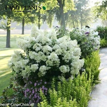 アジサイ苗 アジサイ アナベル苗 4号鉢 〜ツーギー谷〜 : shop.ツーギー谷 - 通販