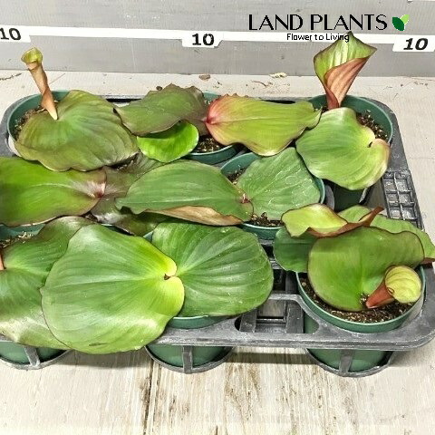 ずっと気になってた imgrc0115497293.jpg その他観葉植物