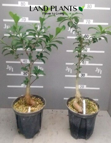 楽天市場】【ケース販売：15入】【落葉性】 バオバブ（ディキタータ