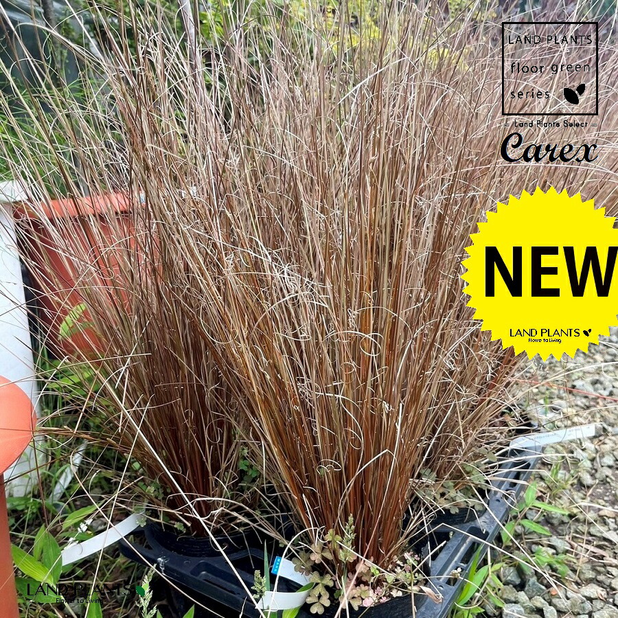 【ケース販売：6入】 カレックス（レッドルースター） 5号 ポット苗 6鉢 カレックスレッドルースター スゲ 菅 Carex hirta true sedges
