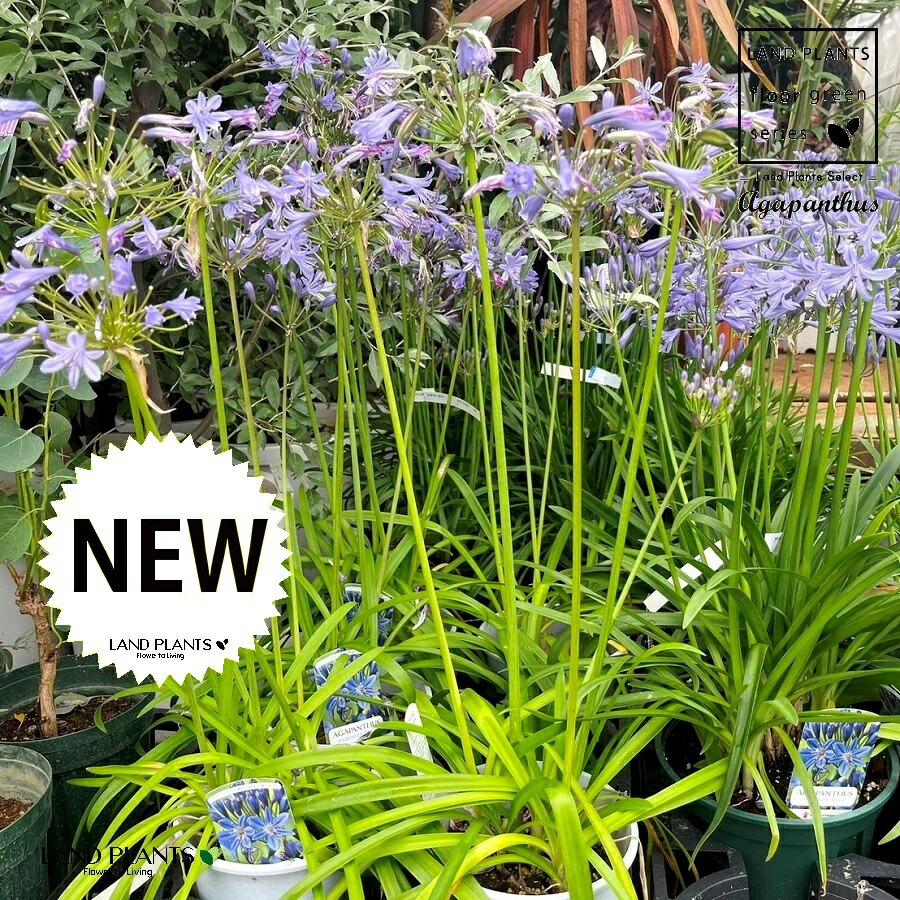 楽天市場】アガパンサス（矮性：ワイセイ） 5号 プラスチック鉢 1鉢