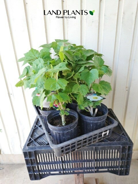 楽天市場】芙蓉 アメリカフヨウ ピンク花 苗 大株 6号 西洋芙蓉