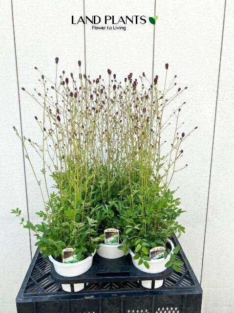 ワレモコウ様 imgrc0116169131.jpg