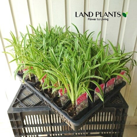 楽天市場】斑入りヤブラン リリオペ 白花 苗 多年草 : 母の日 花