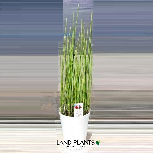 楽天市場】ジャンボトクサ（トクサ：砥草） 5寸 ポット苗 1鉢