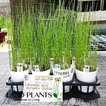 【楽天市場】【ケース販売:11入】 トクサ(ミズトクサ:水砥草) 4寸 プラスチック鉢 11鉢 エダウチトクサ 砥草 木賊 歯磨草 ハミガキ ...