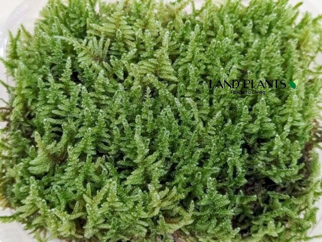 楽天市場】【ハイゴケ属】はいごけ（這い苔）1パック : 産直花だん屋