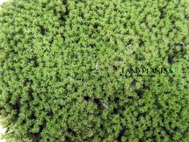 楽天市場】苔 砂苔(スナゴケ)大トレー(5枚セット) すなごけ 苔 こけ