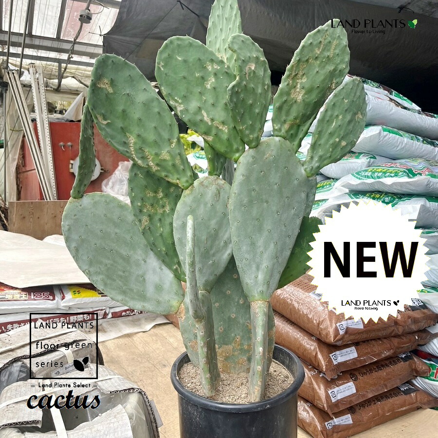 楽天市場】サボテン（ウチワサボテン）1鉢 8号 プロ仕様 黒色 プラスチック鉢 Opuntia : LAND PLANTS 楽天市場店