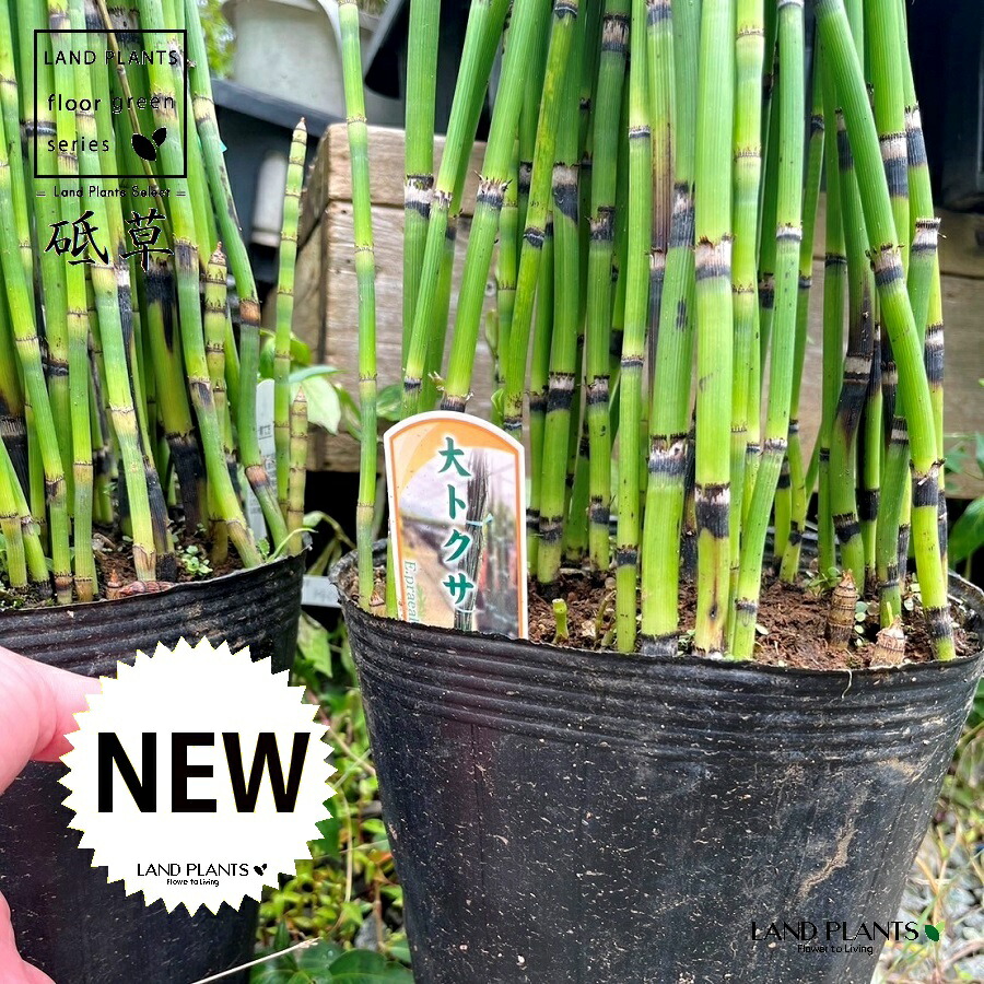 楽天市場】ジャンボトクサ（トクサ：砥草） 5寸 ポット苗 1鉢