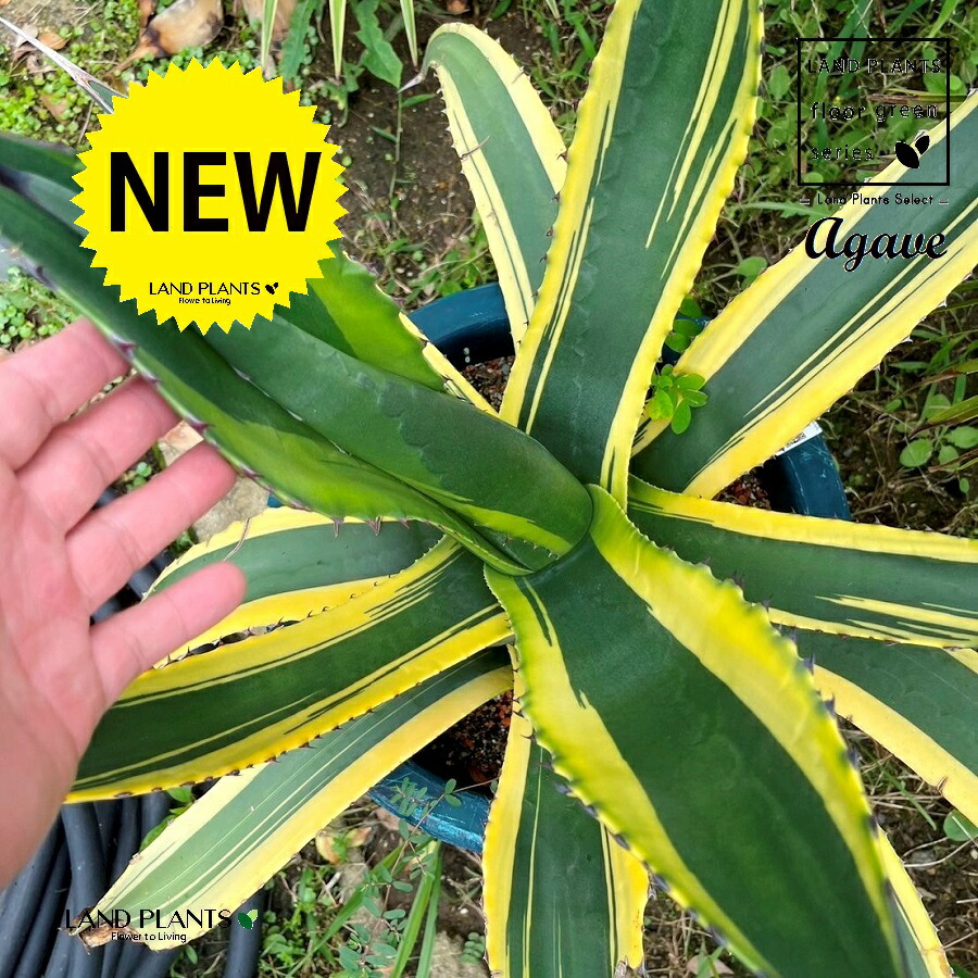 二階堂アガベ（アメリカーナ・バリエガータ）リュウゼツランAgave halrc0110180325.jpg