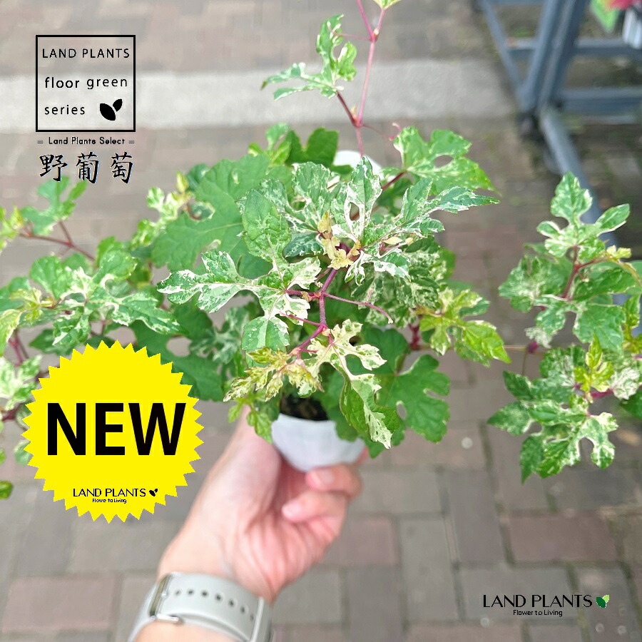 楽天市場】ぶどう 苗木 錦野葡萄（斑入り葉野葡萄）ノブドウ《果樹苗