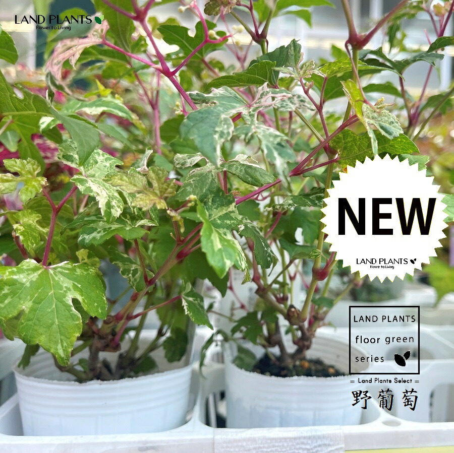 野葡萄 苗 ③ ノブドウ苗｜山野草栽培苗｜自然を育てる｜自然生活ネット通販