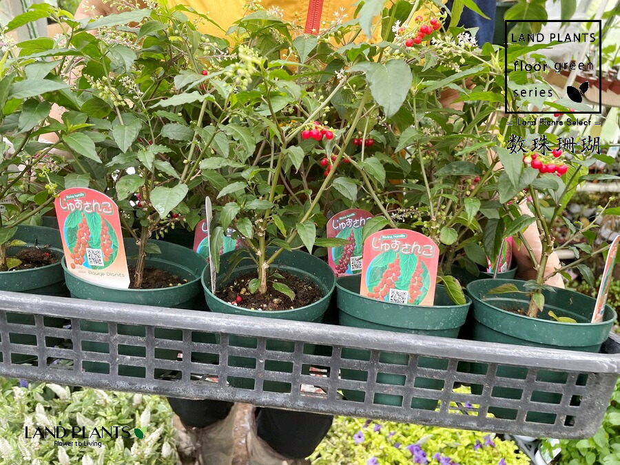 珊瑚　花？ 楽天市場】ジュズサンゴ(数珠珊瑚) レッド 5号（直径15cm）鉢 1