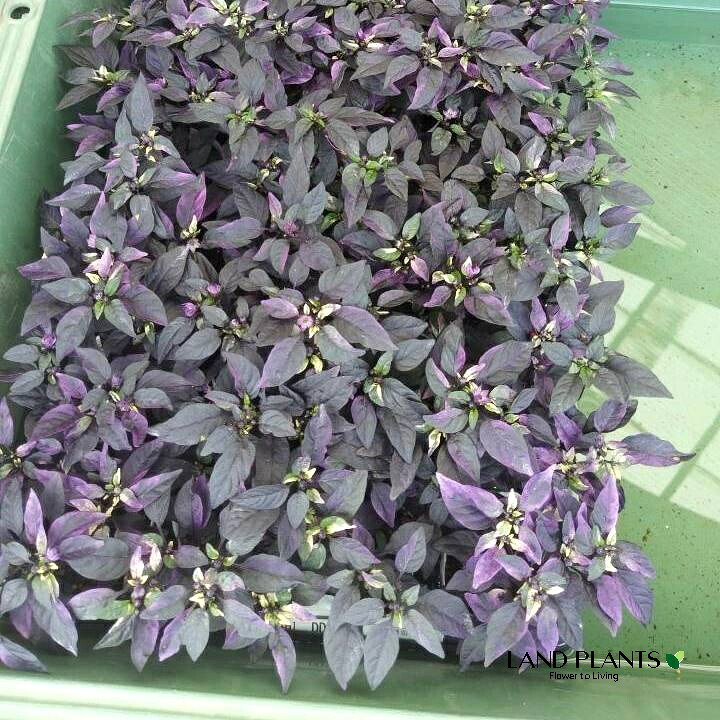 MV6IG1R52PL 型番:MV6IG1R52PL