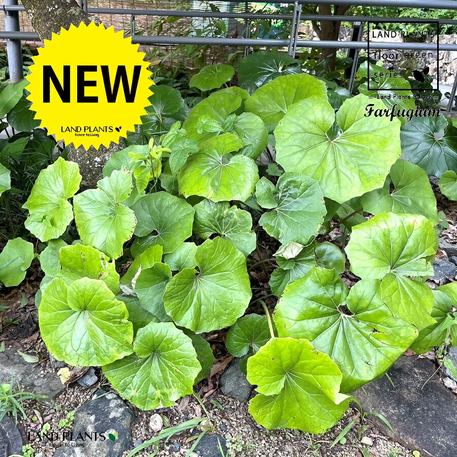 ✨ツワブキ 苗 6株 根付き✨抜き苗　山野草　農薬不使用　煮物がおいしいよ～ 楽天市場】現品苗□ツワブキ(石蕗/つわぶき)□つわ/根っこ付き