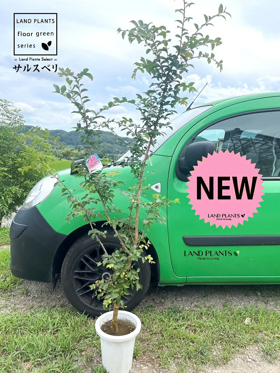 百日紅（さくら色：H180珊） 8号 可塑性物質鉢 1鉢 サルスベリ 猿滑 紫薇 ヒャクジツコウ Lagerstroemia indica Crape-myrtle