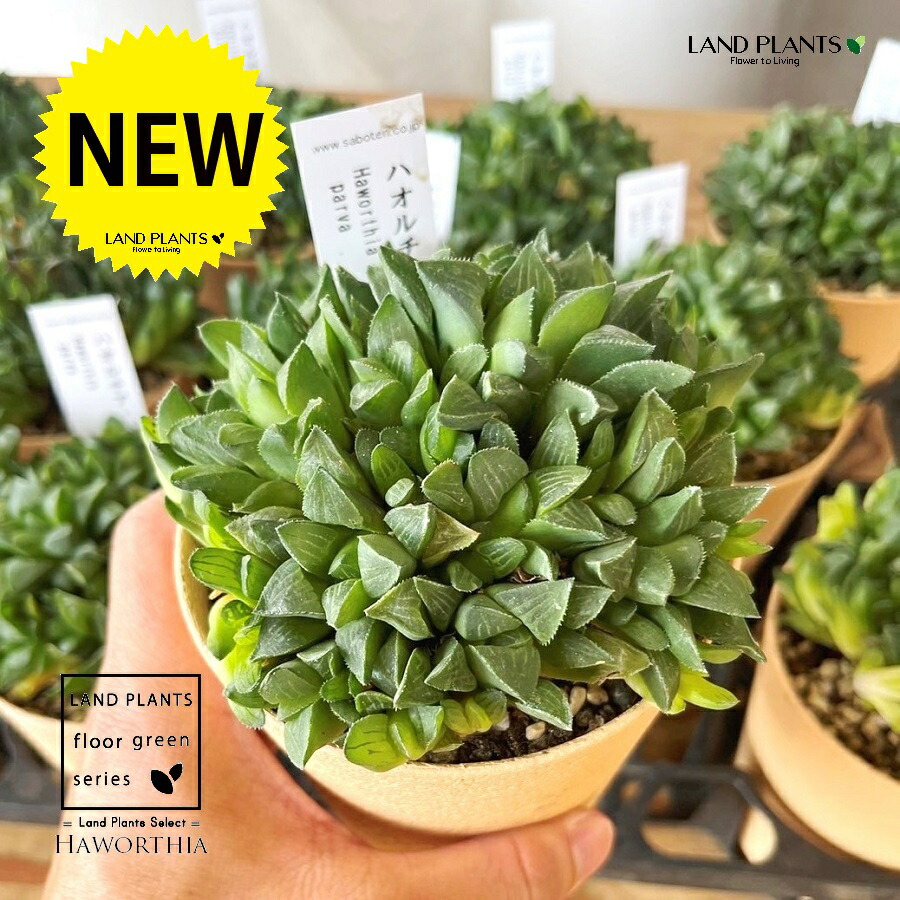 【楽天市場】【多肉植物】 ハオルチア（パルバ） 4号 プラスチック鉢 1鉢 ハオルチアパルバ ツルボラン科 ユリ科 ハオルチア属 原産地