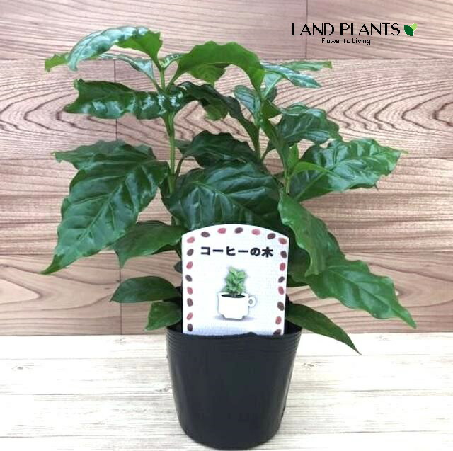 コーヒーの木　苗　観葉植物　コーヒーノキ 楽天市場】コーヒーの木 5号ポット苗 : 苗木部 by 花ひろば