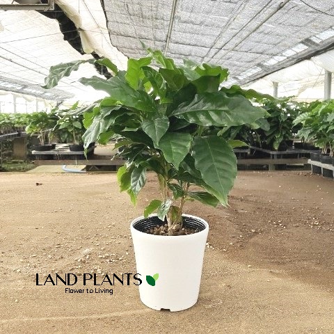 コーヒーの木5鉢セット・ひと鉢複数本植え・枝沢山 コーヒーの木 2号 5鉢セット｜観葉02-D2 | 観葉・多肉,コーヒー