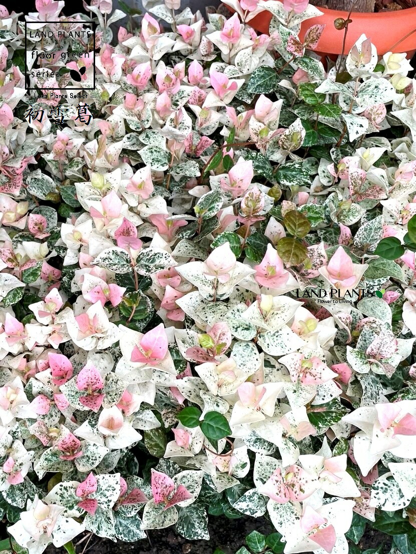 ヒスイカズラ苗　翡翠葛苗　8-2 ヒスイカズラ苗 翡翠葛苗 8-2