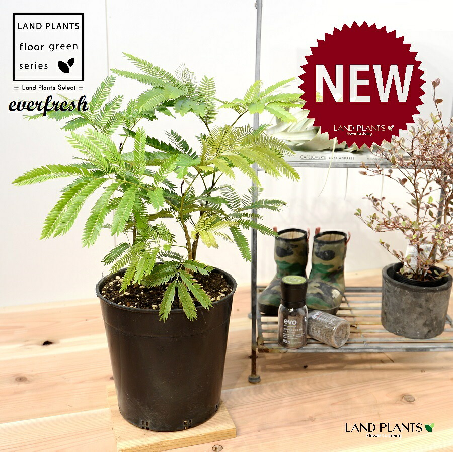 エバーフレッシュ（株立ち：ショート） 苗木 7号 プラスチック ポット苗 1鉢 H45cm程度 everfresh 3