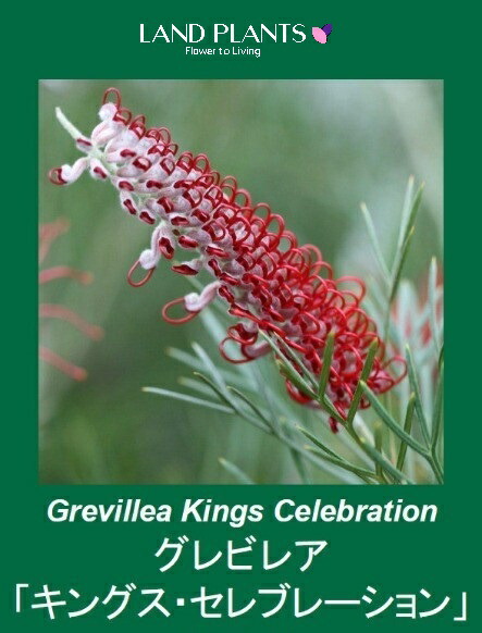 楽天市場】グレビレア「スパイダーマン」5号鉢 : 四国ガーデン楽天市場支店